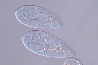 Observation de protozoaires - les paramécies - 1mn 56s
